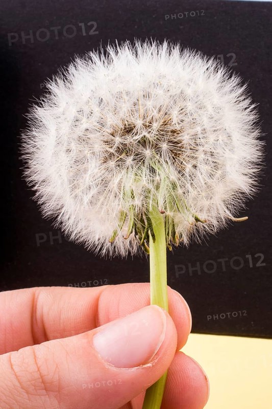 Hand holding a White Dandelion flower