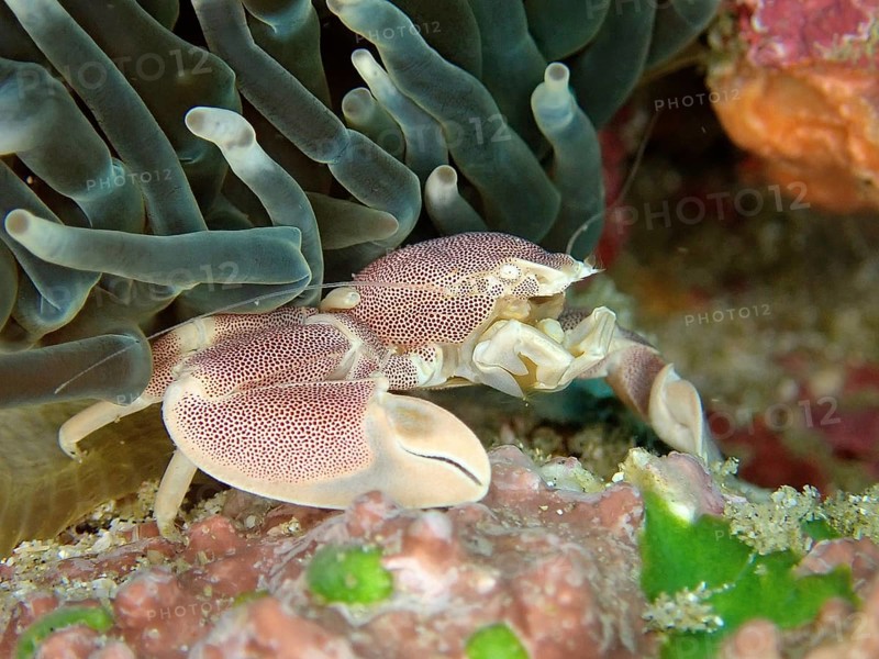 Spotted Porcelain Crab