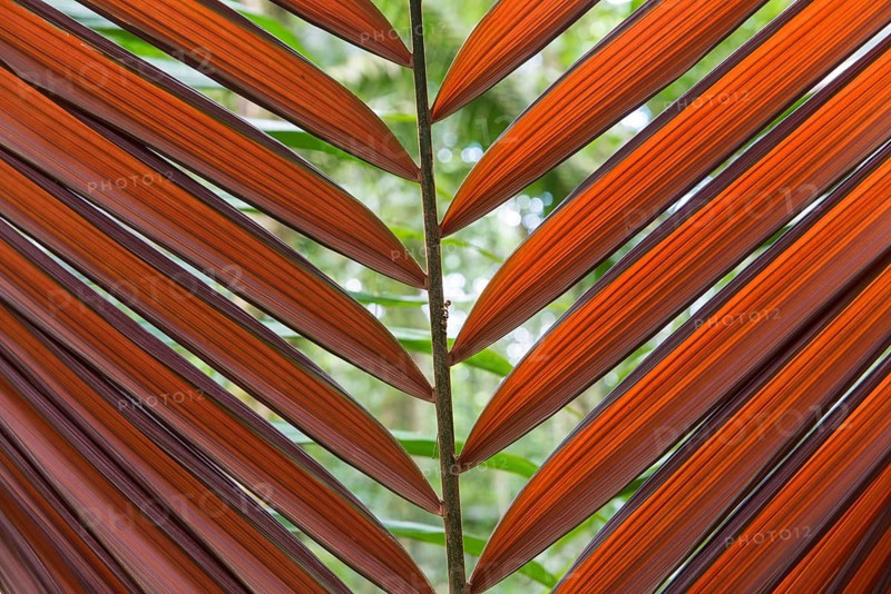 Tirimbina Rainforest Center