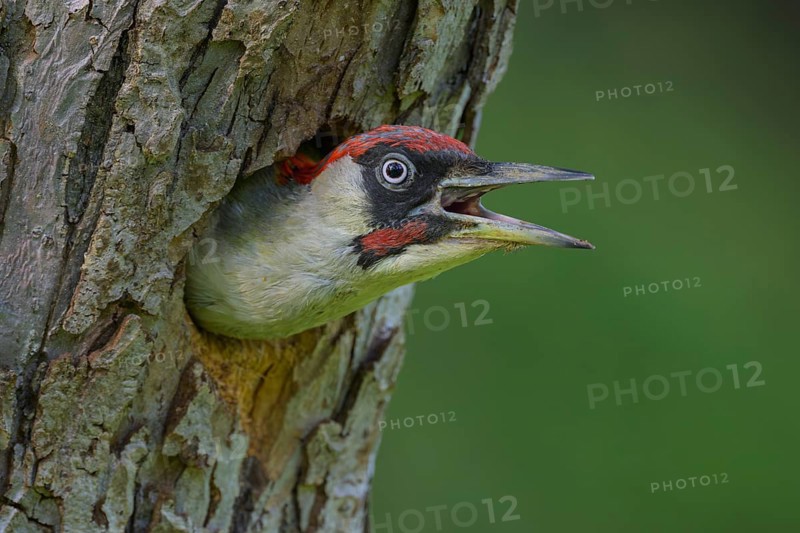 European green woodpecker