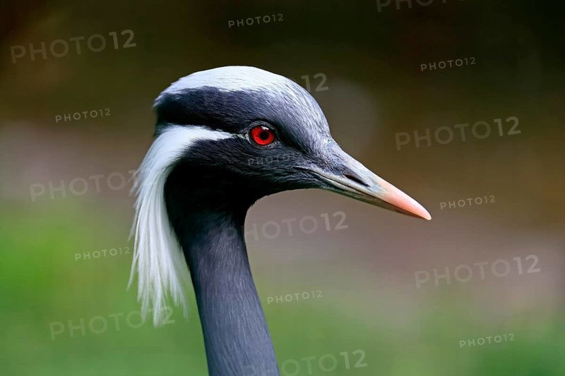 Demoiselle crane