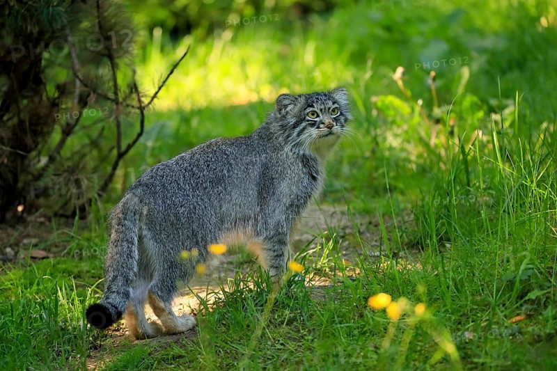 Manul