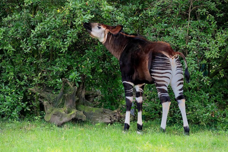 Okapi