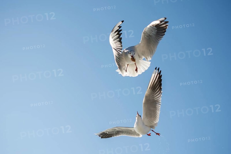 Pair of seagulls flying in blue a sky background