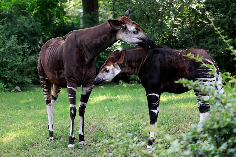 Okapi