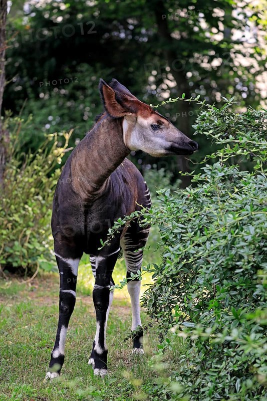 Okapi