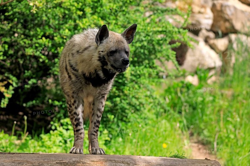 Striped hyena
