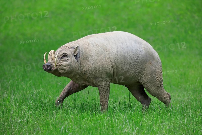 North sulawesi babirusa