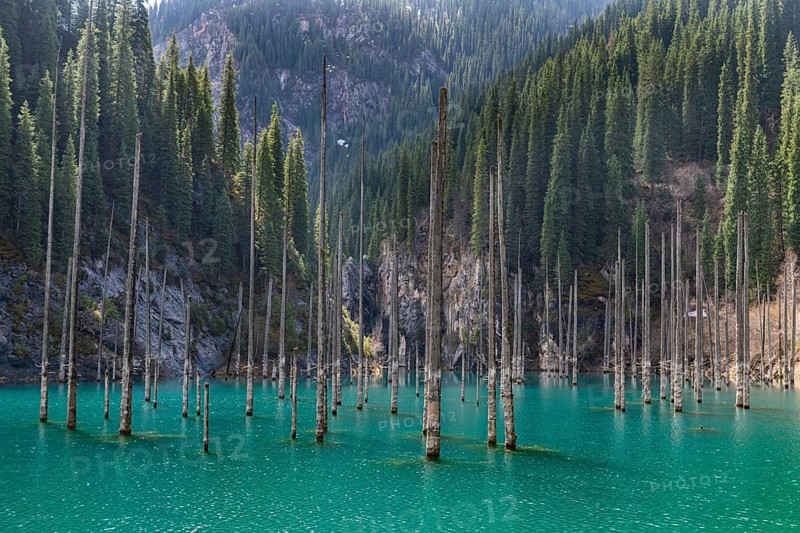 Dead trees