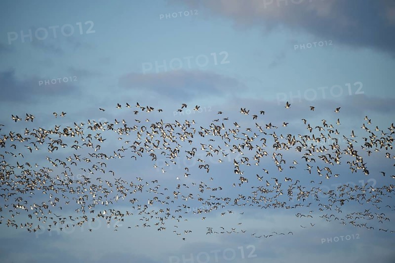 Bird migration of Canada geese