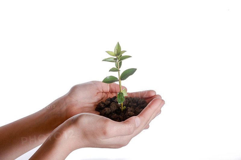 Green tree seedling in handful soil in hand on an isolated background