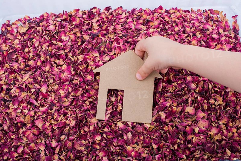 Hand holding Paper house on dry rose petals