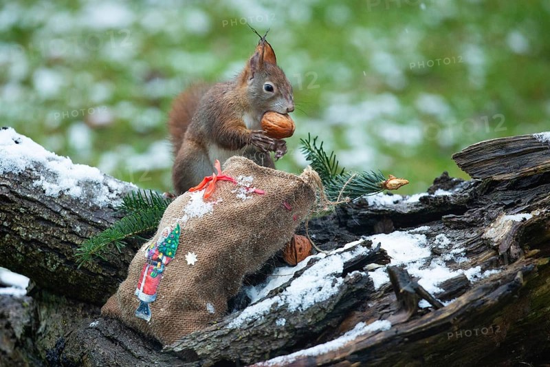 Squirrel with nut in mouth standing on tree trunk with jute bag with picture of Father Christmas in snow