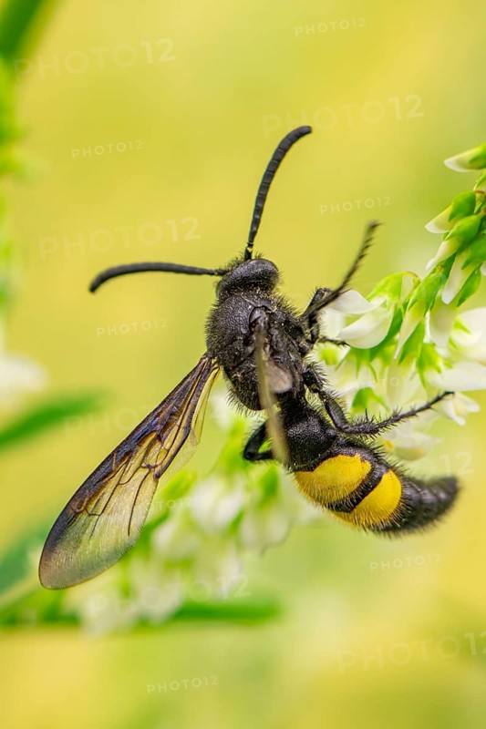 Bristly dagger wasp