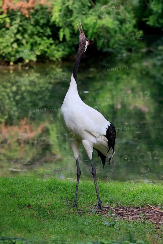 Red-crowned crane