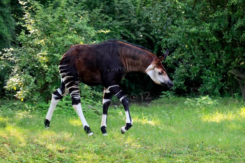Okapi