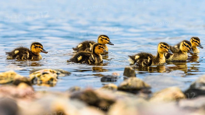 Nestlings of Mallard Duck
