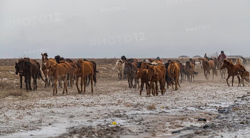 Horse carawan near Aralsk