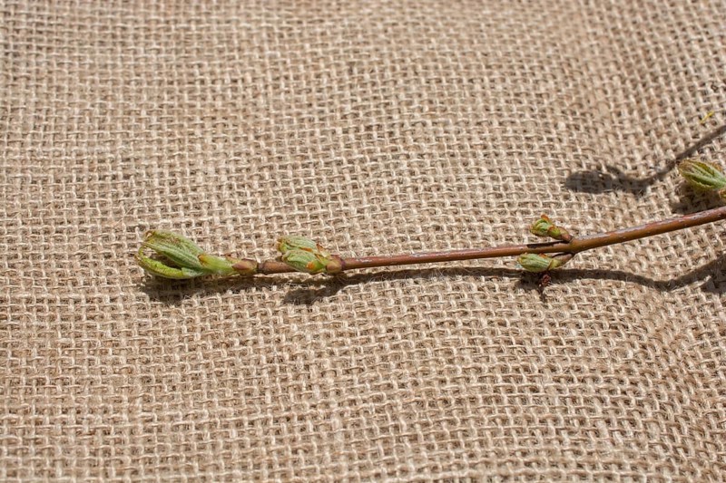 Green leaves placed on linen canvas