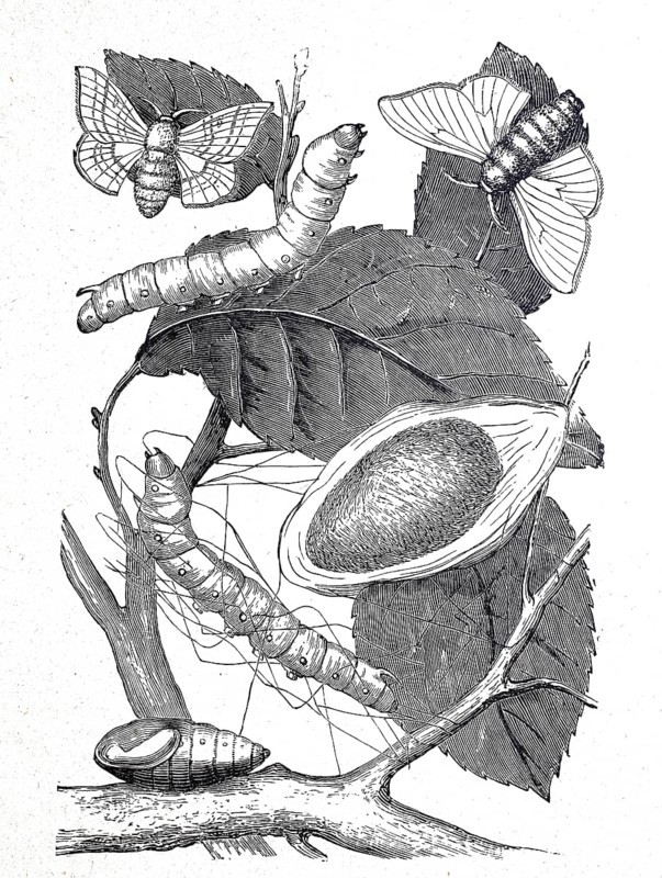 Mulberry moth