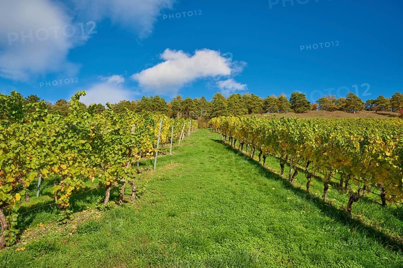 Vineyard