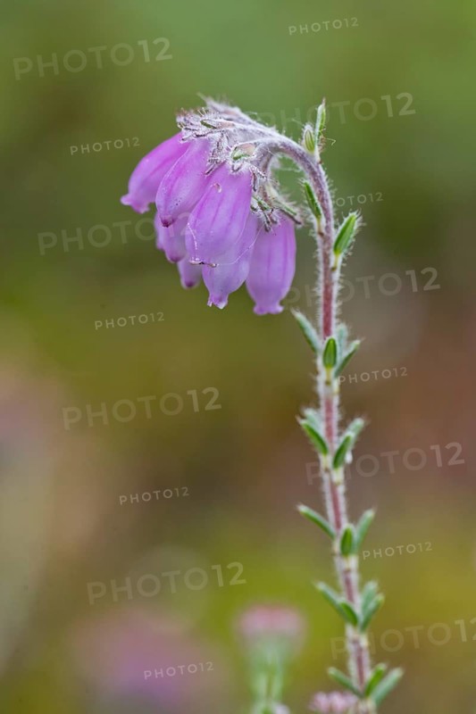 Cross-leaved heath