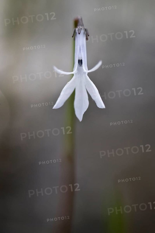 Water lobelia