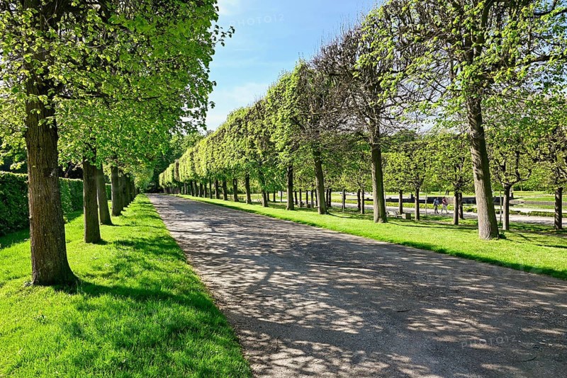 Pruned trees in Bruehl Palace Park