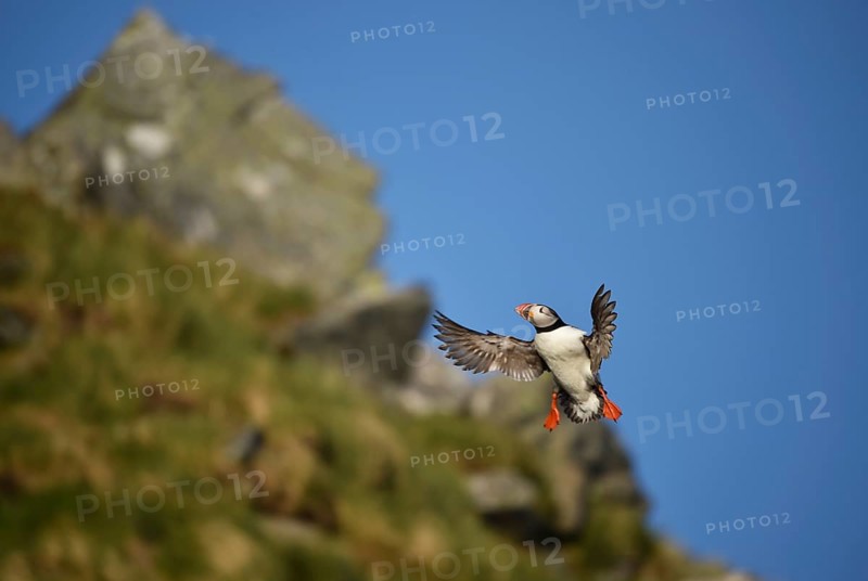 Puffin