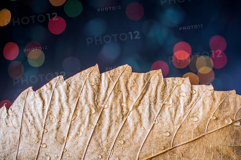 Dry leaf on a bokeh lighton a dark background