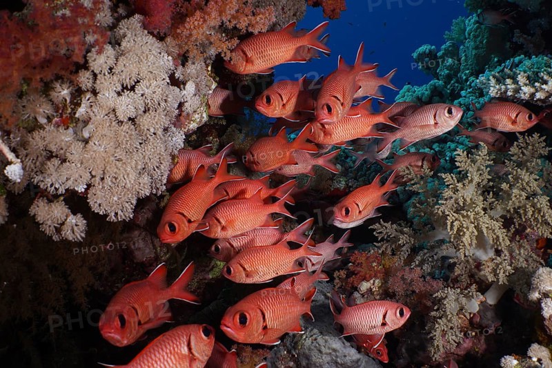 Shoal