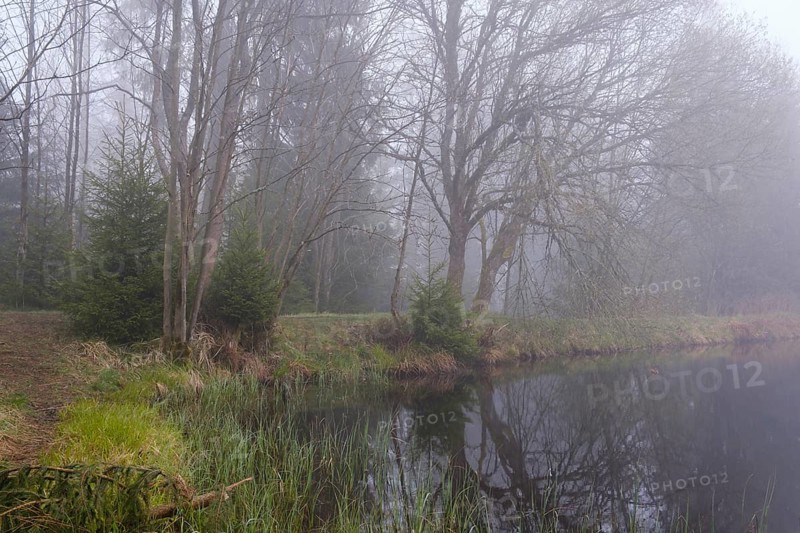 Fog at the Marien Pond