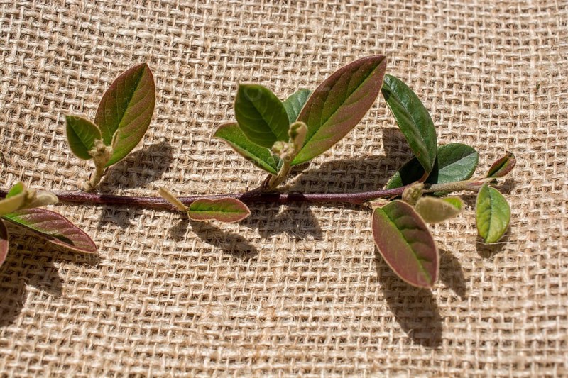 Green leaves placed on linen canvas