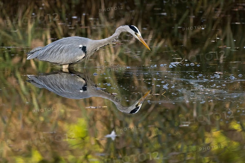 Grey heron