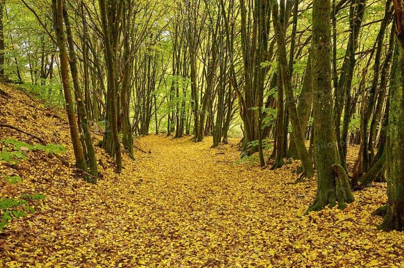 Path