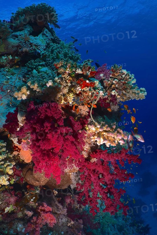 Klunzinger's tree coral