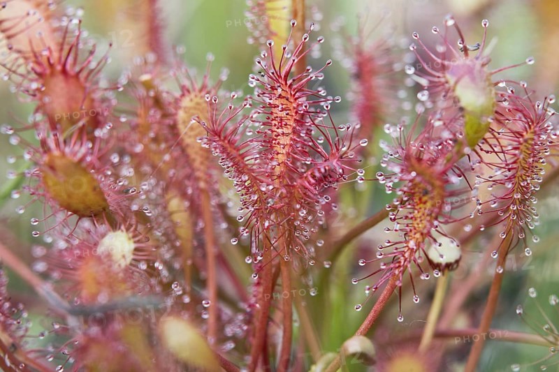 Oblong-leaved sundew