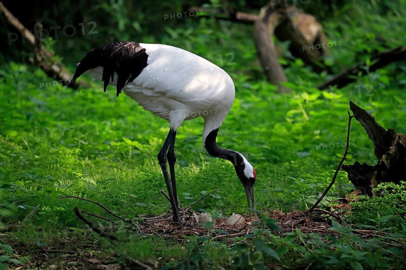 Red-crowned crane