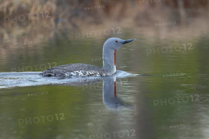 Red-throated diver