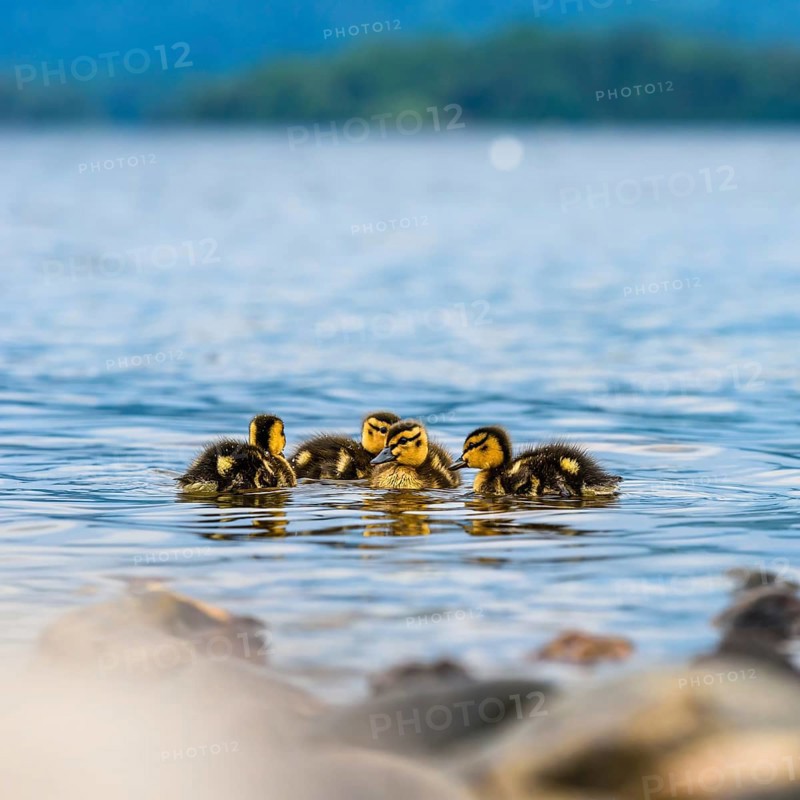 Nestlings of Mallard Duck