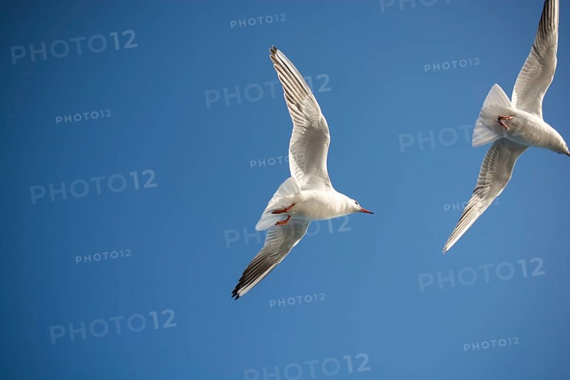 Pair of seagulls flying in blue a sky background