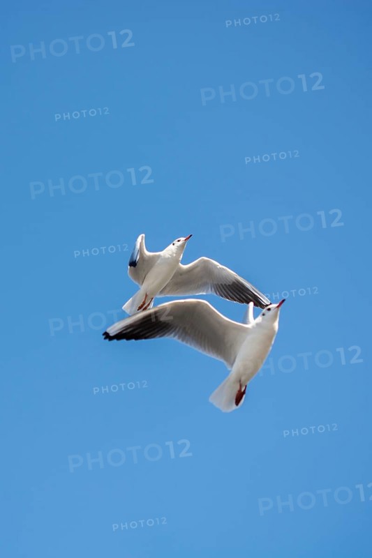 Pair of seagulls flying in the sky background