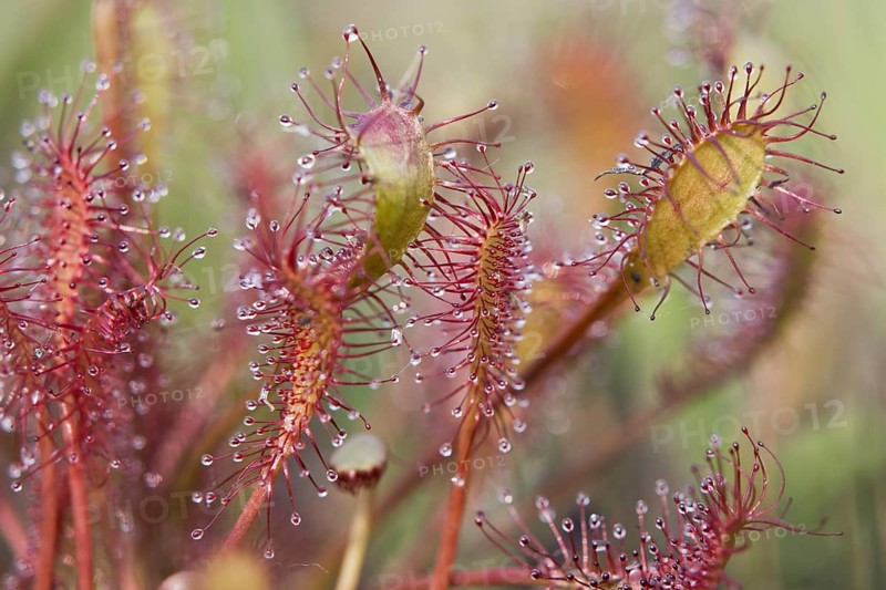 Oblong-leaved sundew