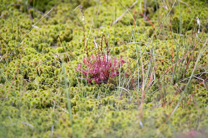 Peat moss
