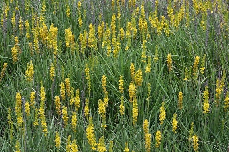 Bog asphodel