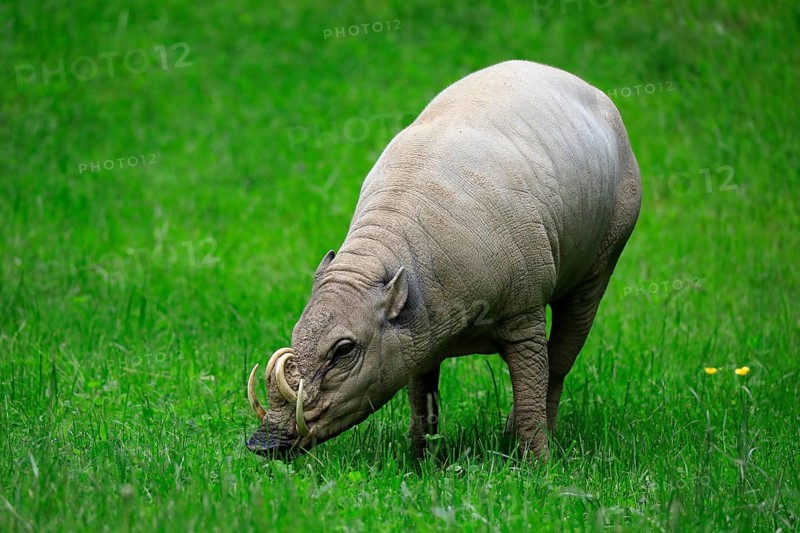 North sulawesi babirusa