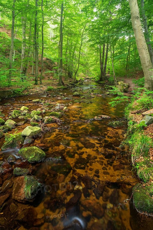 The Ilse stream in the Ilse valley