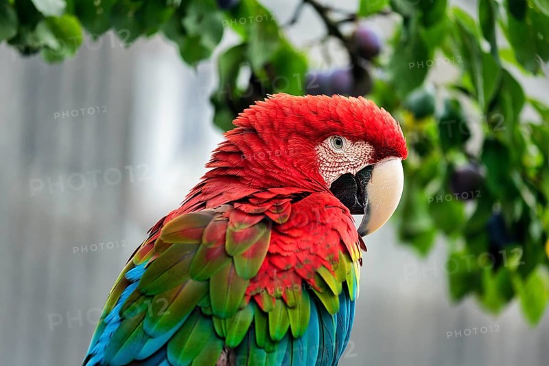 Red-and-green macaw