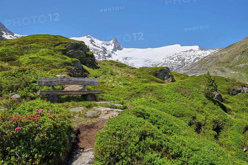 Grossvenediger with alpine roses and bench