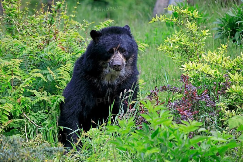 Spectacled bear